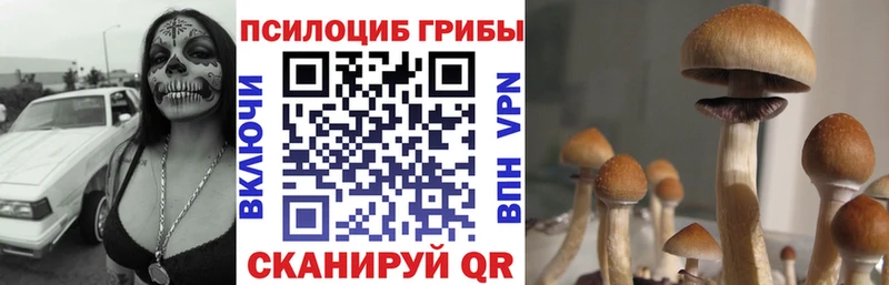 Галлюциногенные грибы Psilocybe  KRAKEN зеркало  Екатеринбург 